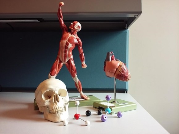 anatomical models 2